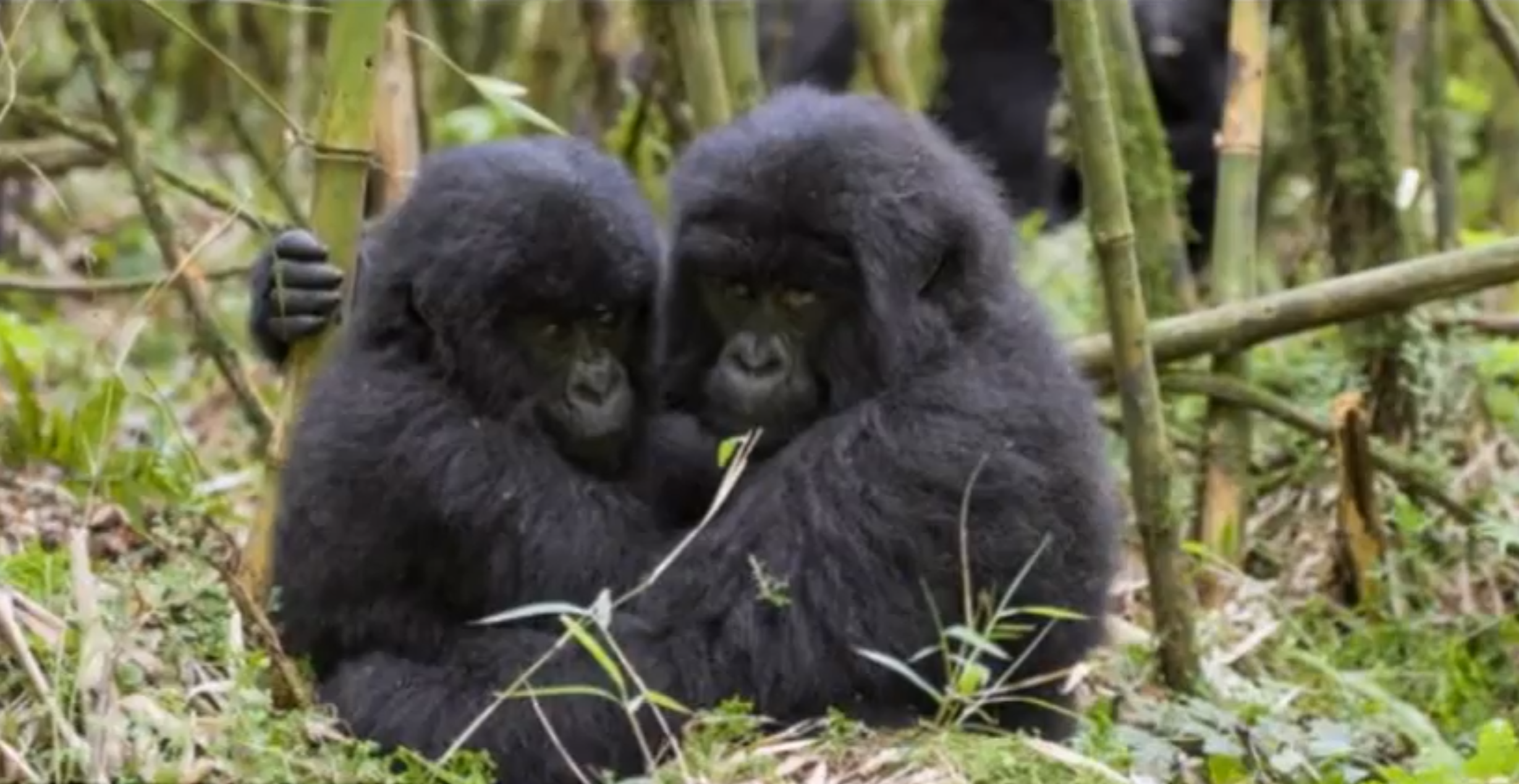 Djungel, Tvillingar, Gorilla, bebisar, bildextra, söta